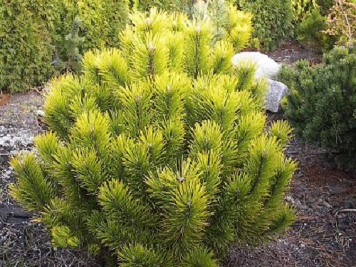 Pinus mugo carstens winter - carstens,