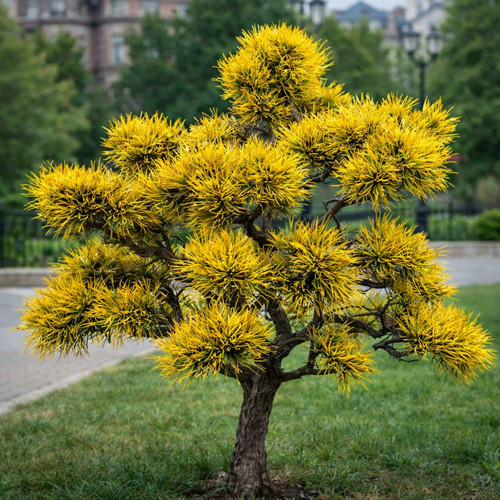 Pinus mugo carstens - pinus, cv